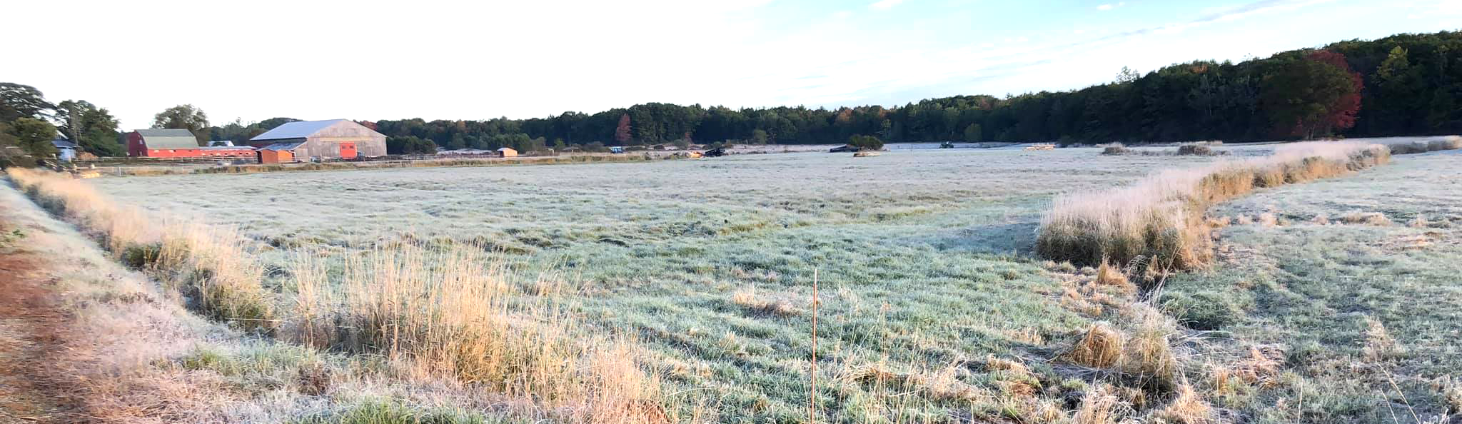 Frost on field